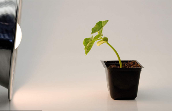 植物生长具有向光性