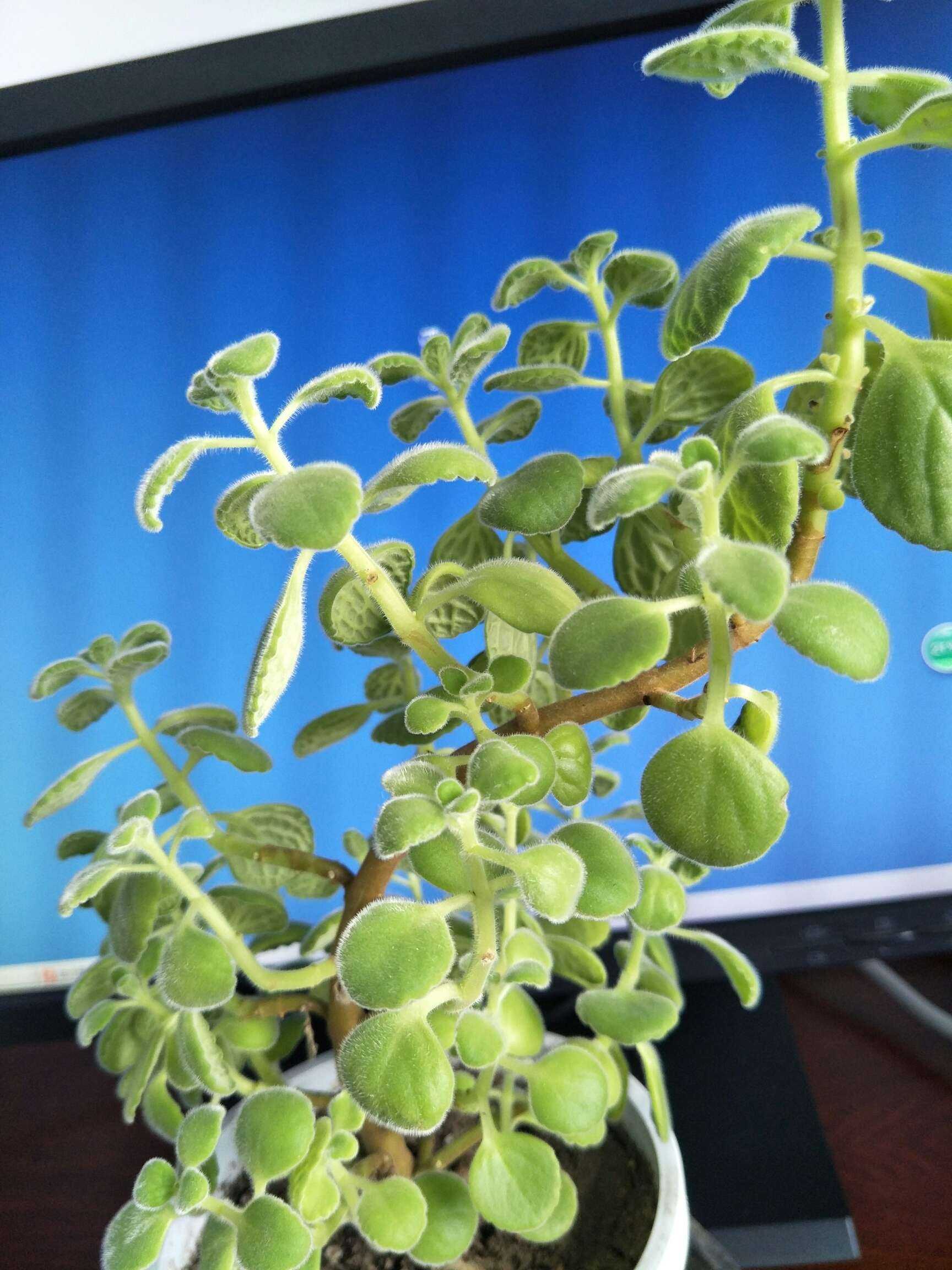 碰碰香,一碰就香,第一次这么精心养花