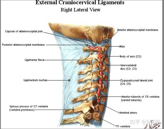 患颈椎病是怎样一种体验 知乎