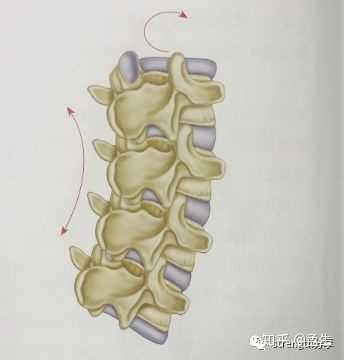 脊柱中立位和腰背反弓的区别? - 知乎