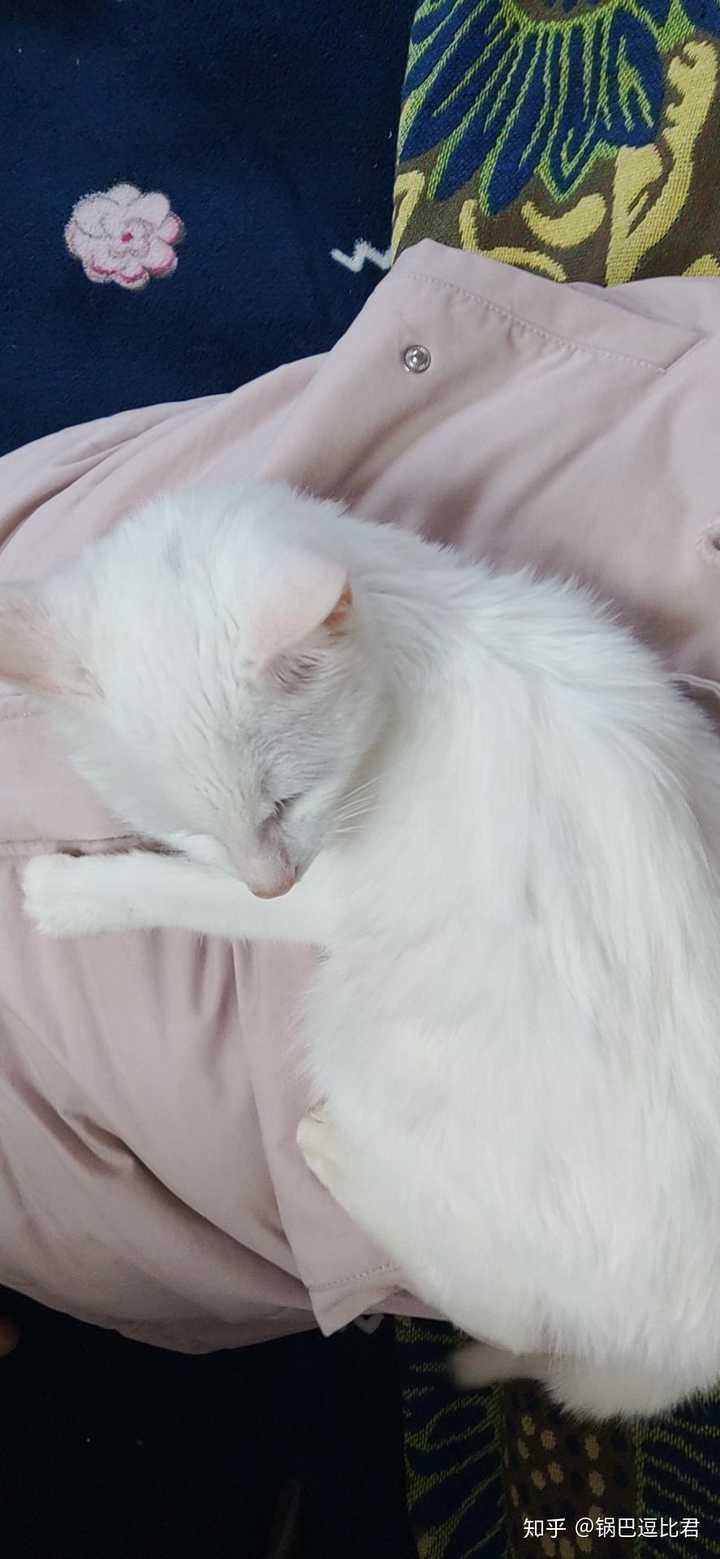 花枝鼠和猫咪哪一个陪伴型更好 知乎 花枝鼠和猫咪哪一个陪伴型更好 知乎