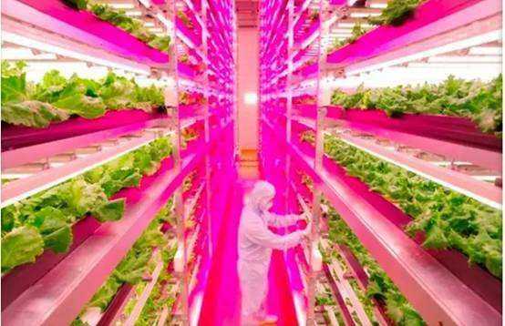植物能不能用手电筒作为光合作用的光的来源 知乎 植物能不能用手电筒作为光合作用的光的来源 知乎