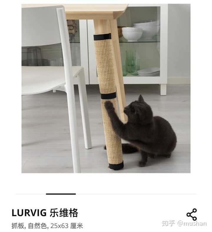 猫猫扑人是什么意思啊