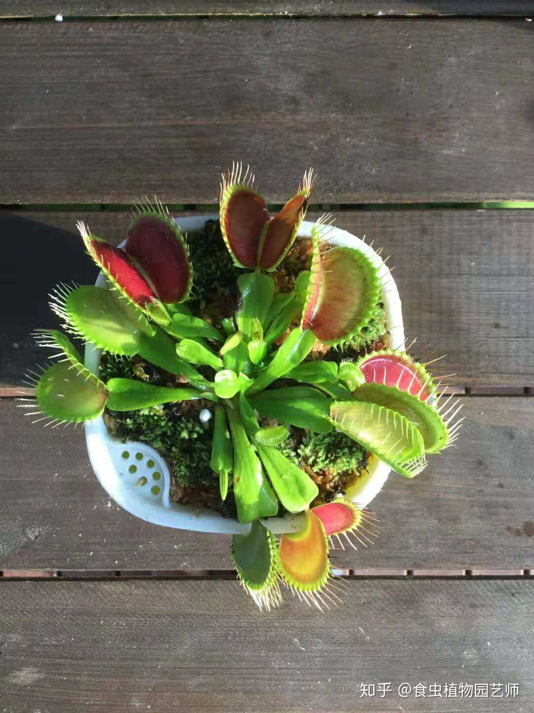 食虫植物园艺体验馆里的大嘴花捕蝇草 怎么样还算拿的出手吧有喜欢我