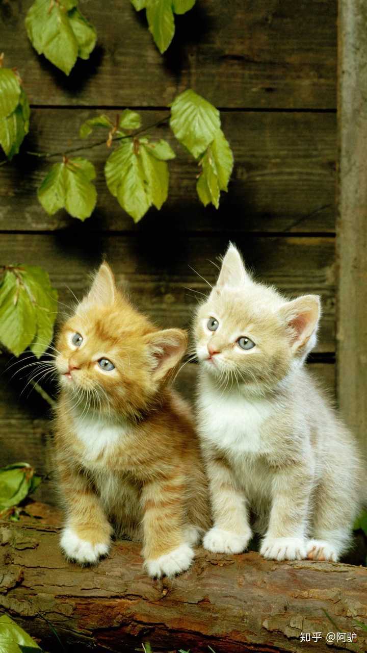 有没有可爱到爆的猫猫壁纸