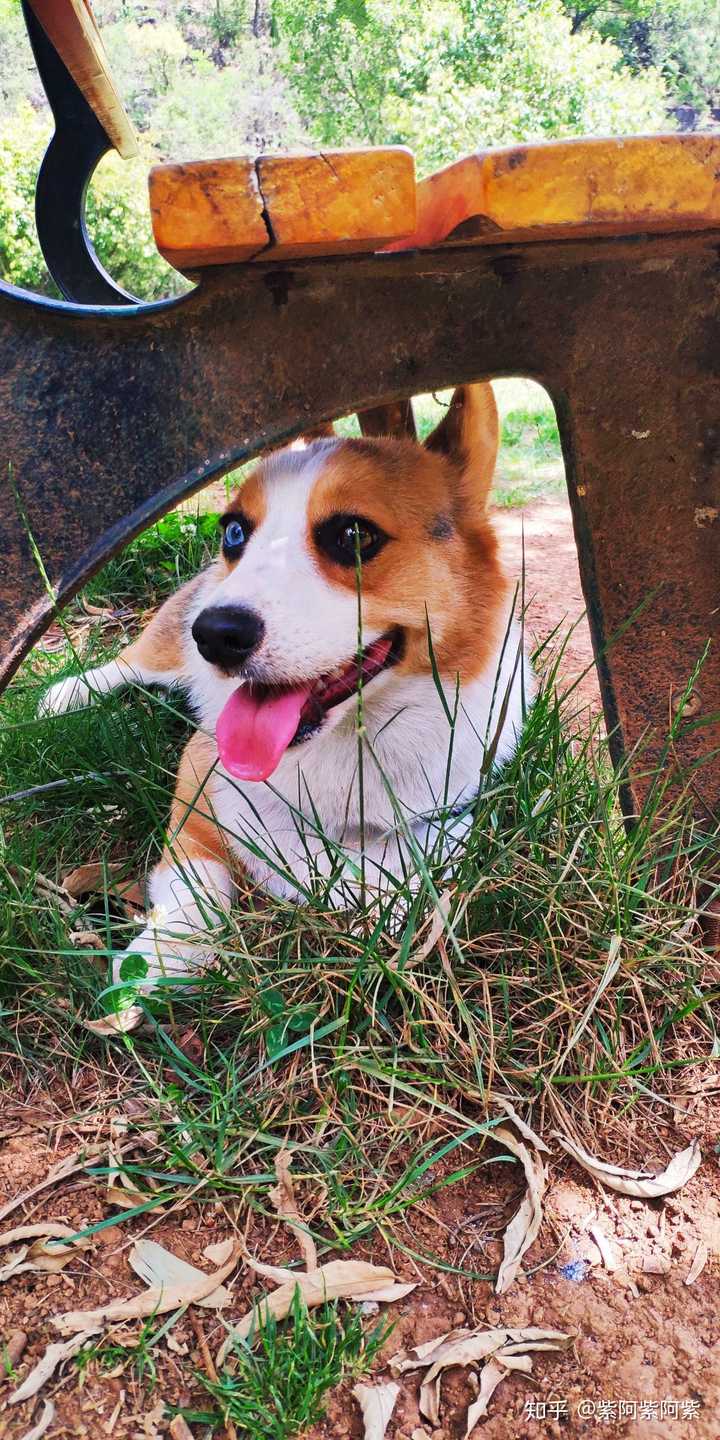 法斗和柯基哪个好?