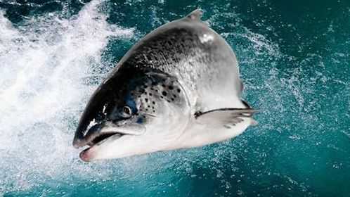 三文鱼这个要看不同产地不同品种,吃法也不一样.