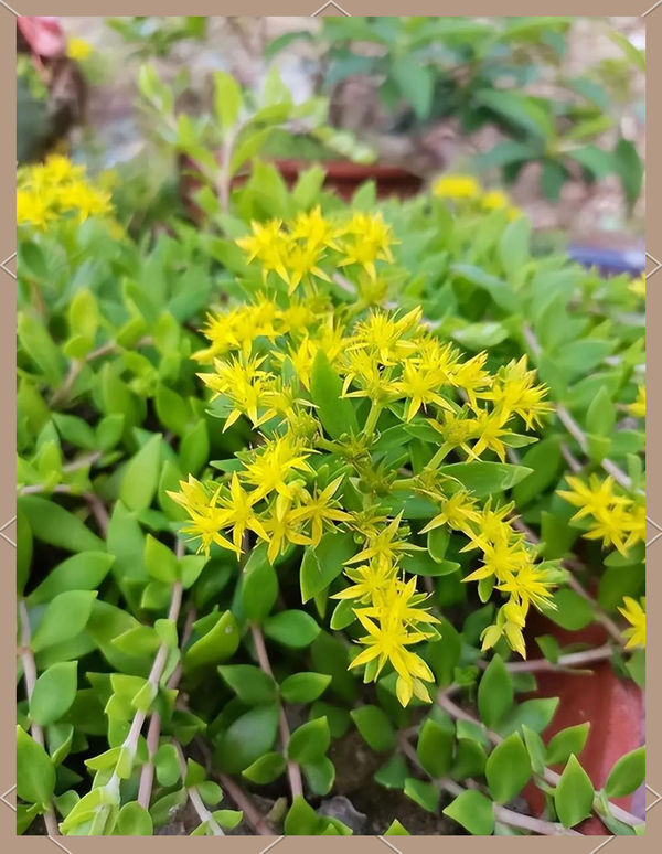 你有没有养过一种越不管越旺的花草？