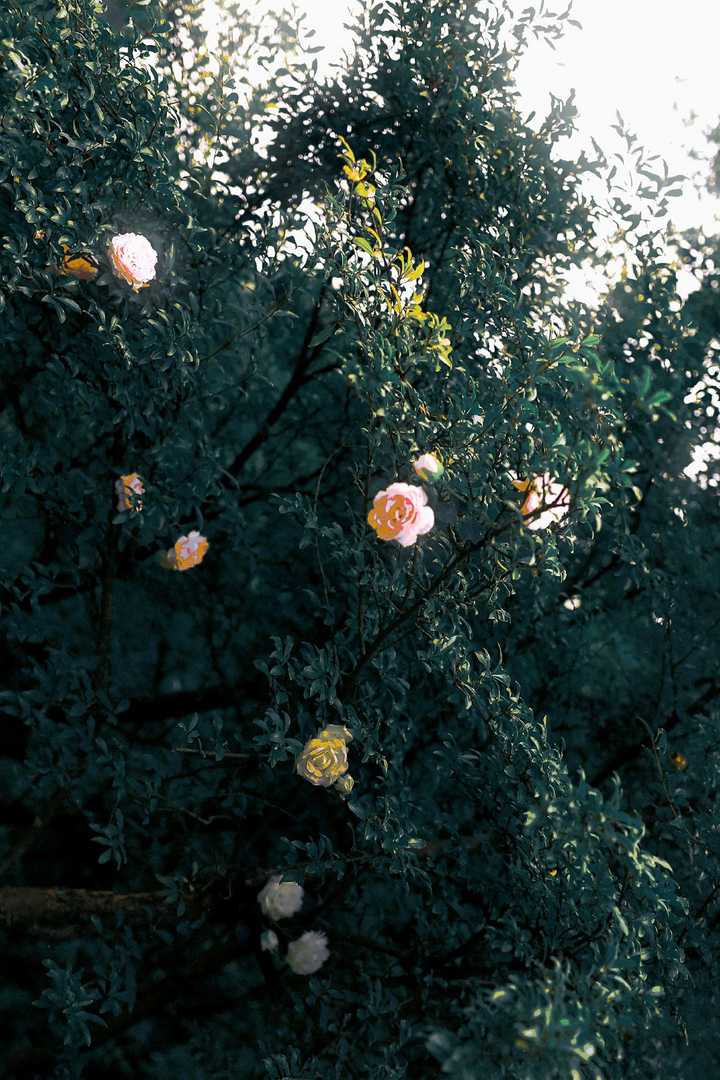 有哪些让你一眼万年的绿色系壁纸?