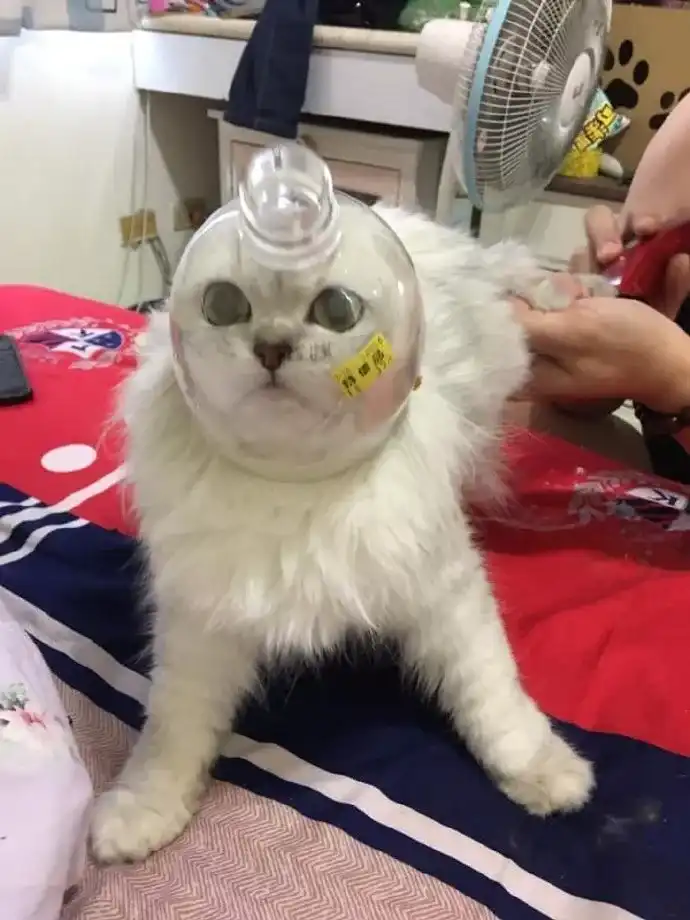 有哪些好用的养猫神器 知乎 有哪些好用的养猫神器 知乎
