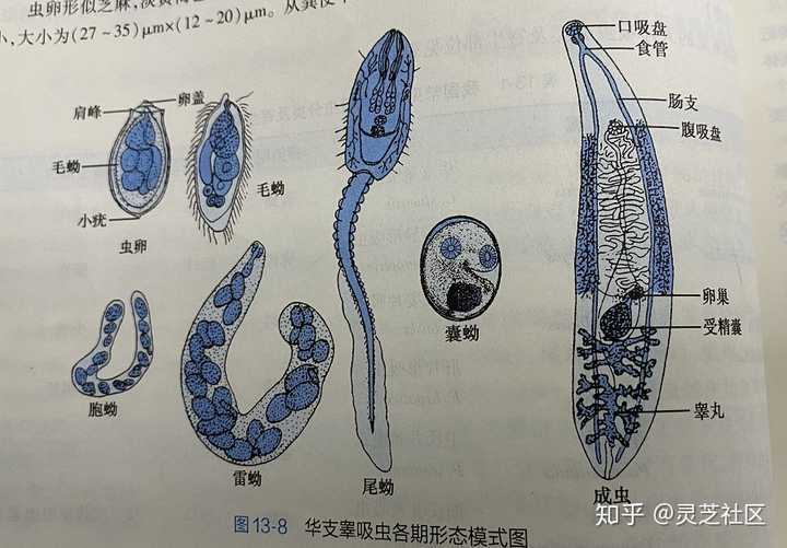 华支睾吸虫发育阶段图片