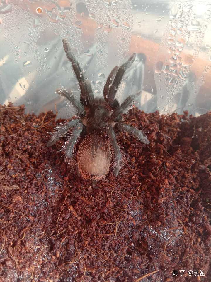 墨西哥红尾适应能力强,温顺 附带我家红尾