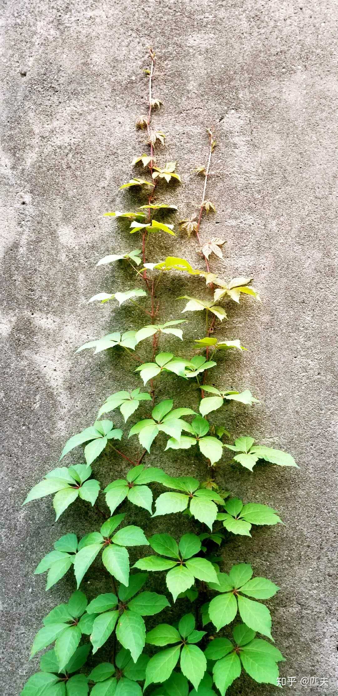 墙上的爬山虎 - 知乎