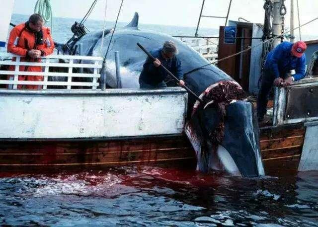 日本人杀鲸好血腥,你们有什么看法?
