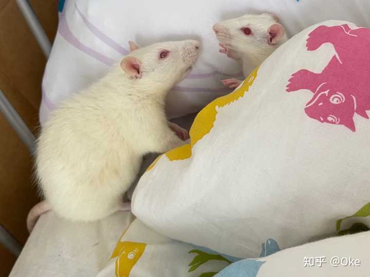 有人养过老鼠吗 不是宠物鼠的那种 知乎