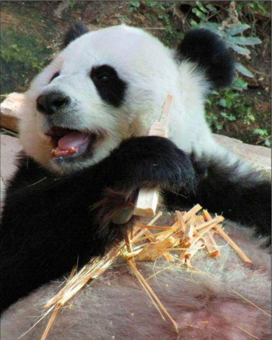 听说大熊猫喜欢吃苹果和胡萝卜如何预防龋齿