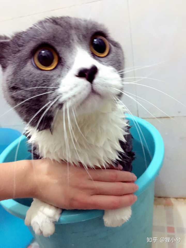 我家肥陶睡觉从来很豪放的,翻白眼跷脚流口水,该露的全露了,也从来没