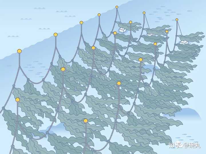 昆布和海带是一个东西吗 知乎