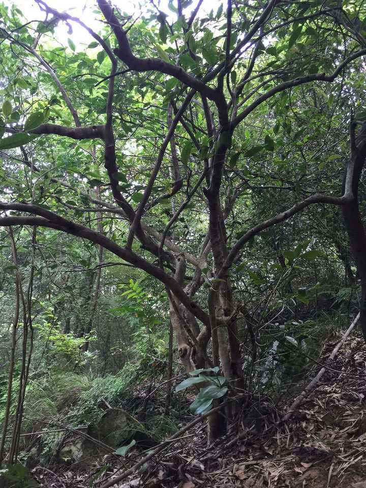 茶树很久远了,自己做的,取名花甲大叶! (安化黑茶)