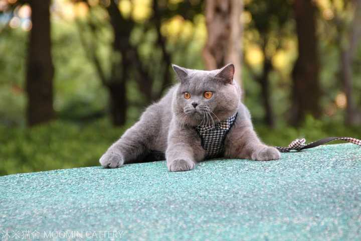 购买英国短毛猫需要注意什么,猫贩子说夏天的幼仔都难看,长大就好看了