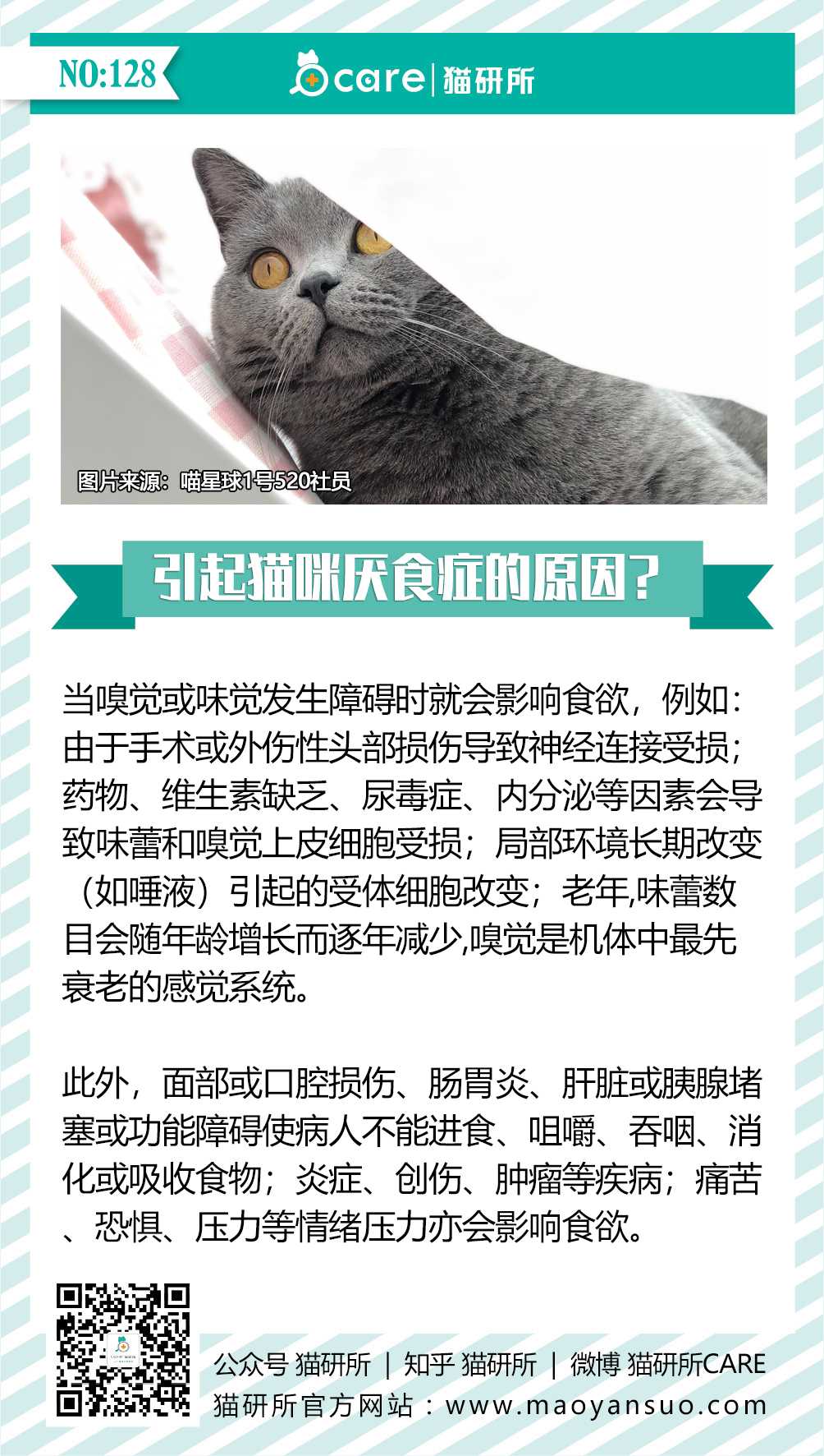 引起猫咪厌食症的原因? 当嗅觉或味觉发… - 知乎