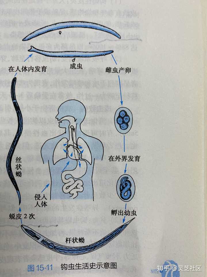 钩虫(体内寄生虫)在没有宿主的情况下能活多久?