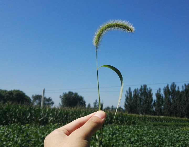 下完雨天气很好,天蓝蓝的,突然觉得狗尾巴草也挺好看