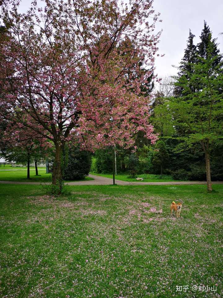 为什么国外的草坪不怕踩?