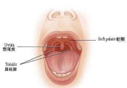 大家的德语r发音是怎么练的啊? - 三七二十七的
