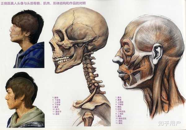 画人头像画不出骨头和肌肉的感觉怎么办。只会抄光影，还有如何把头发画好呢? - 知乎
