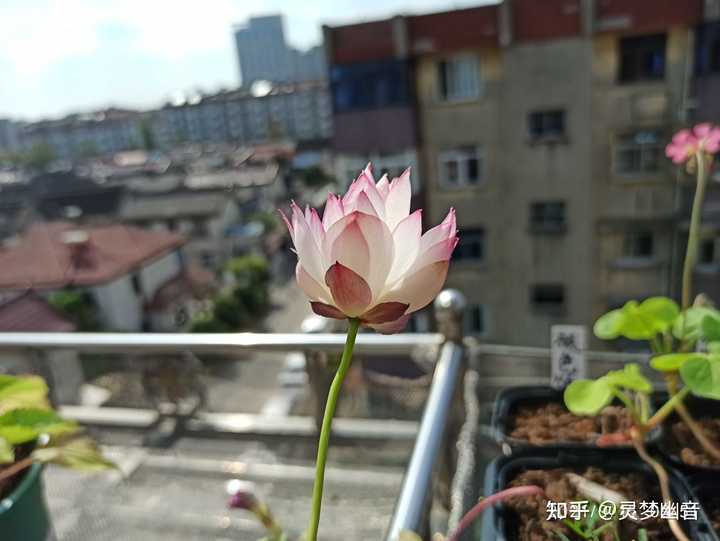 碗莲真的会开花吗 知乎