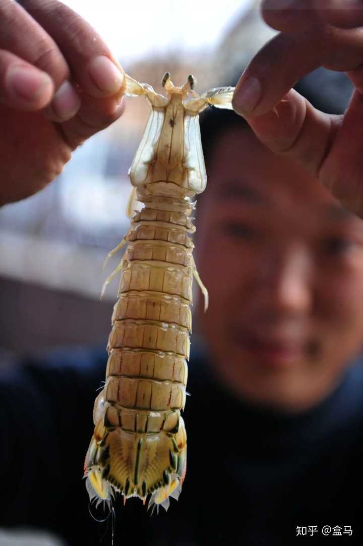 的内侧,有个小小的「爪子;而把雌虾蛄转到独自一面,头部下方位置,有