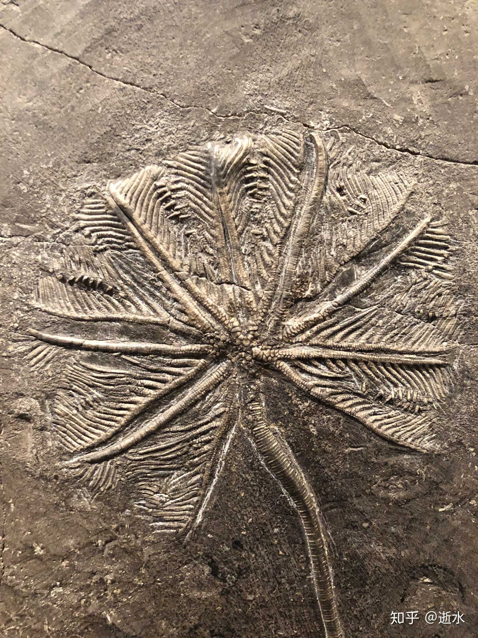 海百合化石介绍图片