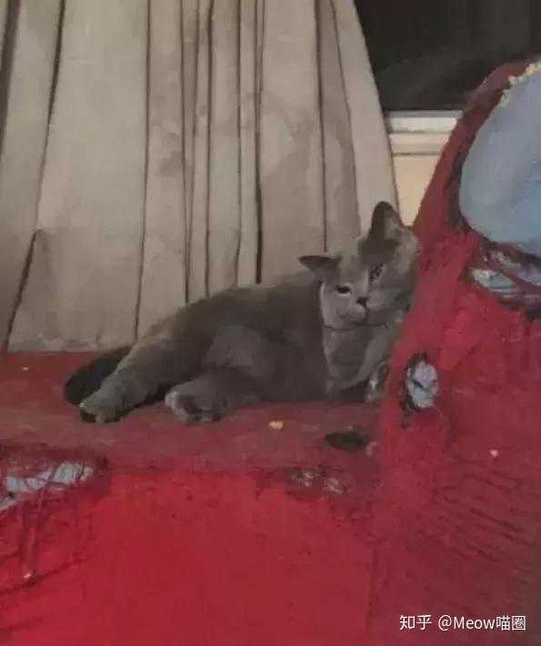如何防止猫抓沙发 知乎 如何防止猫抓沙发 知乎