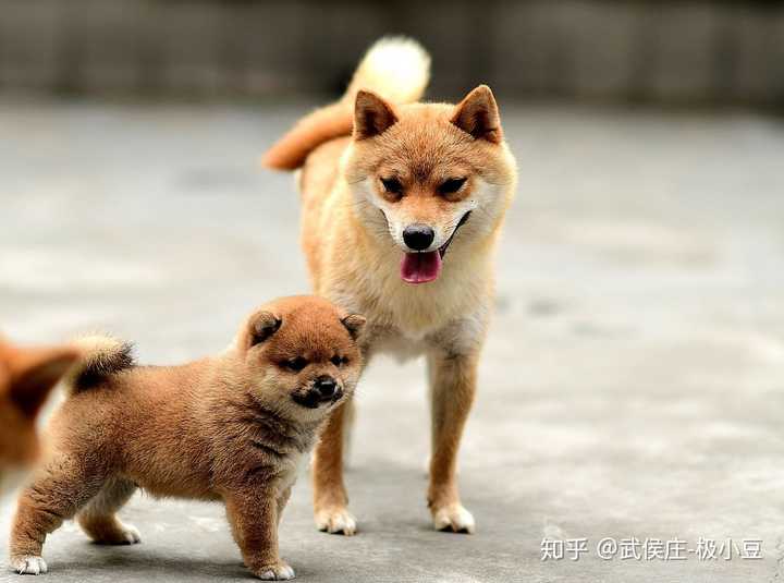 两只一个月黑豆柴 哪一只长大后更漂亮 知乎