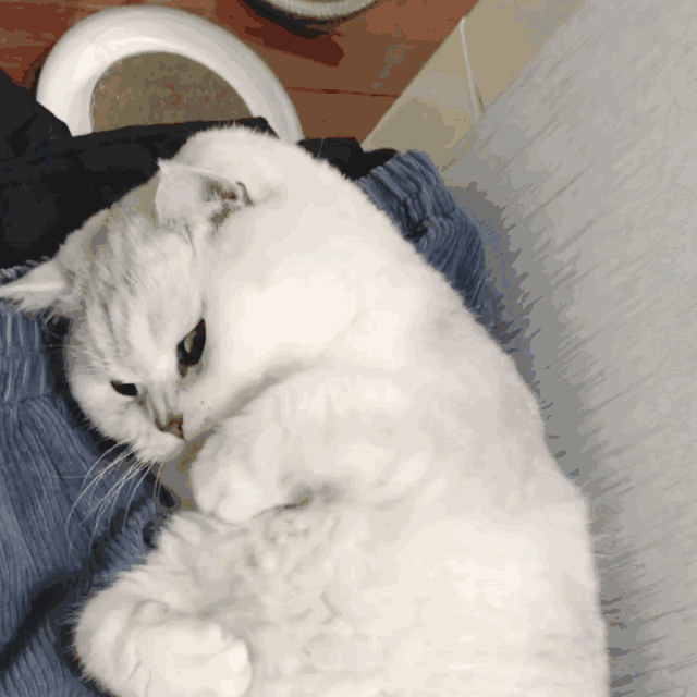 你收藏了哪些可爱的gif动画?