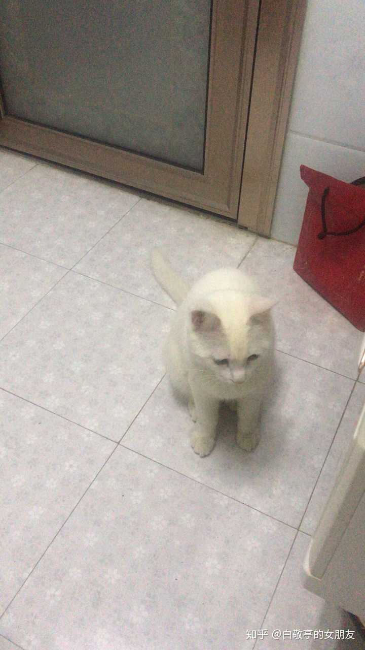 为什么我家猫咪不让摸也不让抱 知乎