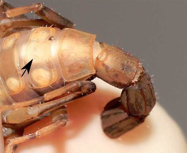 世界上有没有这么一种生物可以脱离自己身体的一部分,但这一部分又是