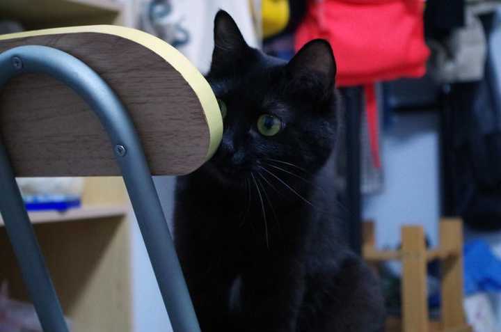 养黑猫会带来噩运吗 知乎 养黑猫会带来噩运吗 知乎