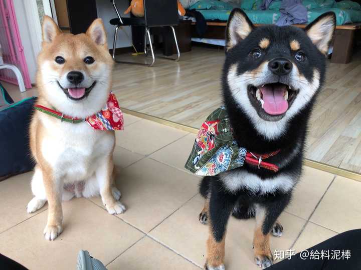 养一只柴犬要花多大成本 知乎