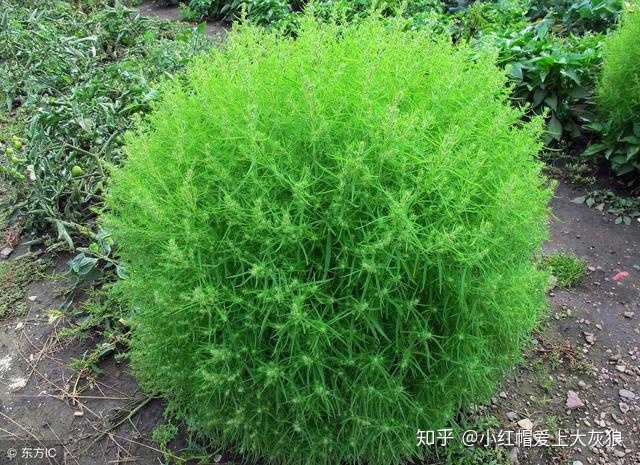 具体的不是很清楚,看到身边人用的麻子菜喷剂效果挺好的