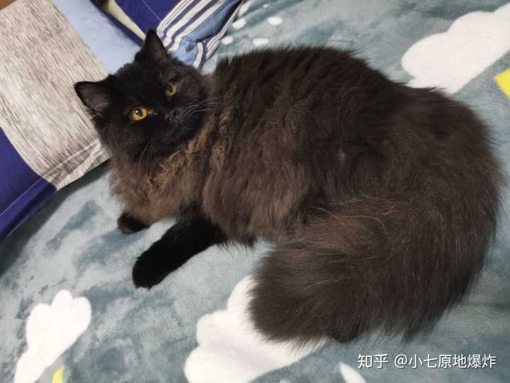 你见过最漂亮的黑猫是什么样子的?