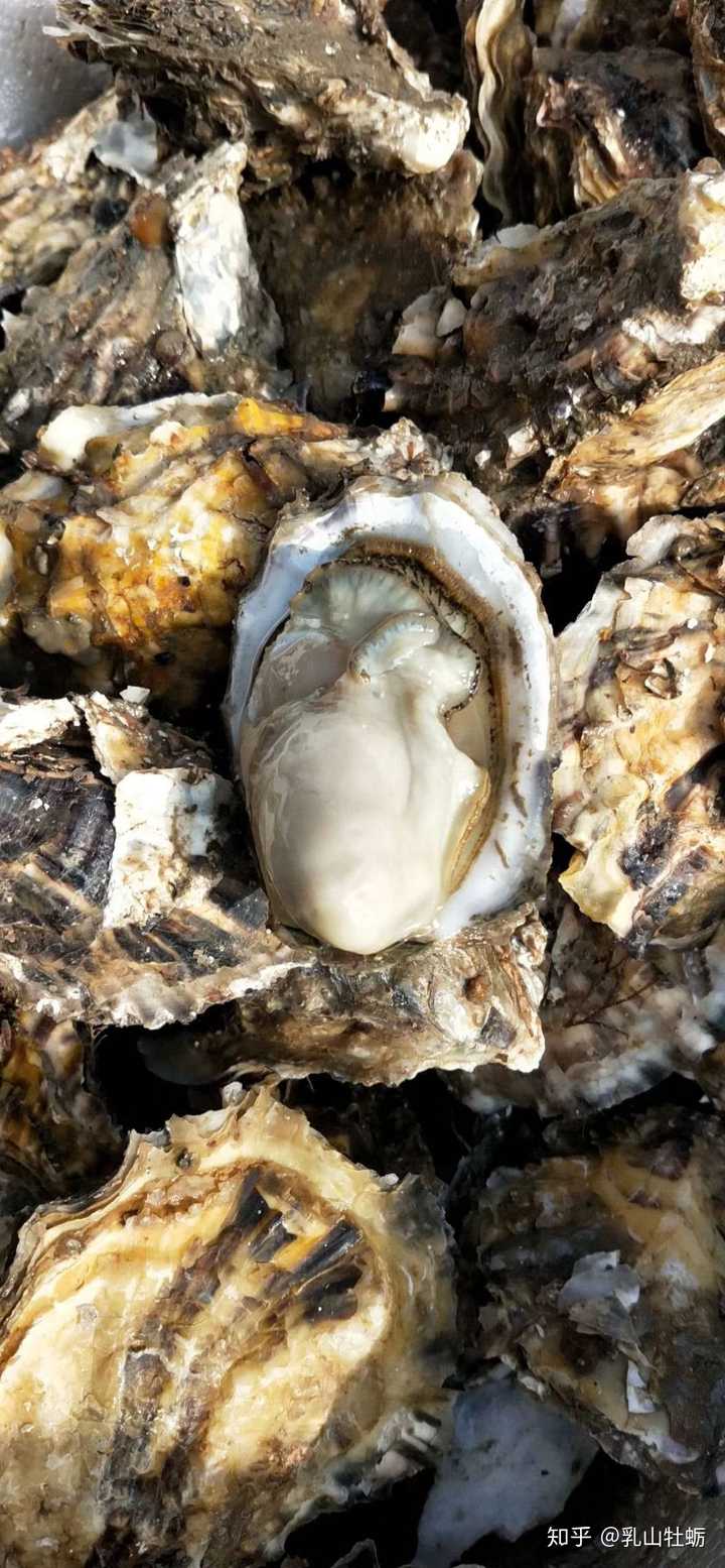 生蚝在冷藏放一个礼拜还能吃吗 乳山牡蛎的回答 知乎 生蚝在冷藏放一个礼拜还能吃吗 乳山牡蛎的回答 知乎