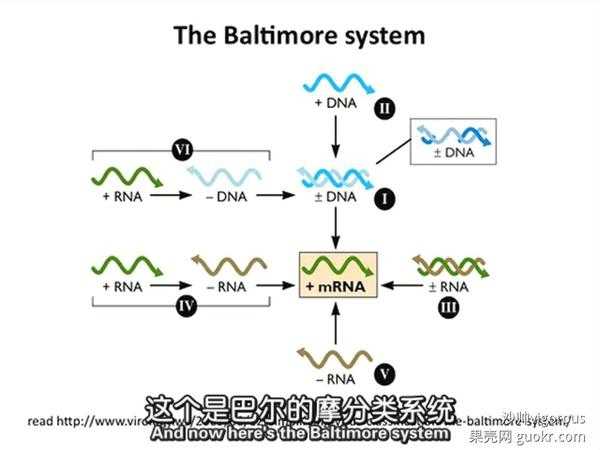 烟草花叶病毒的rna能感染烟叶为什么