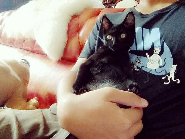 家里养了一只黑猫是一种什么样的体验?