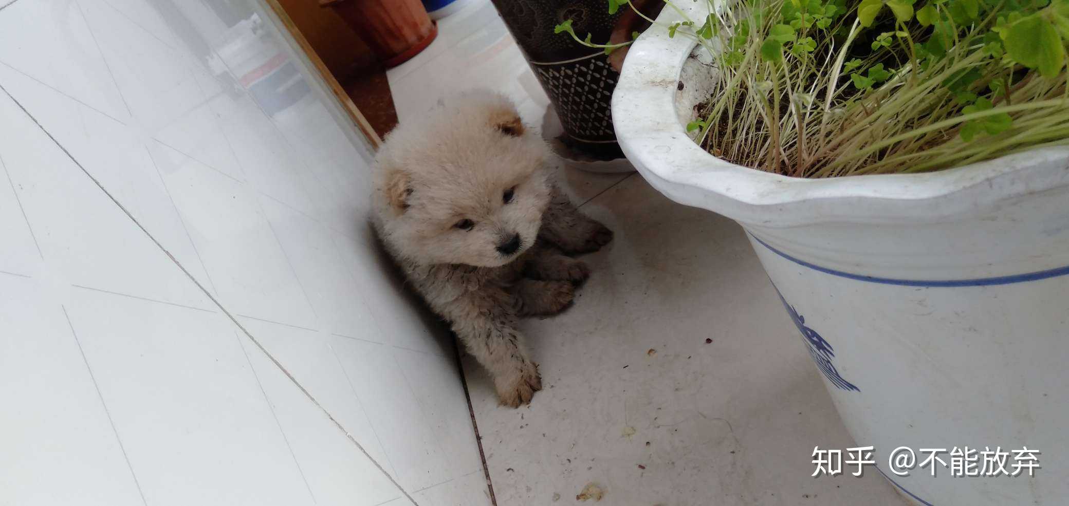 一只一个月多点的松狮的串种被送到我家,… - 知乎