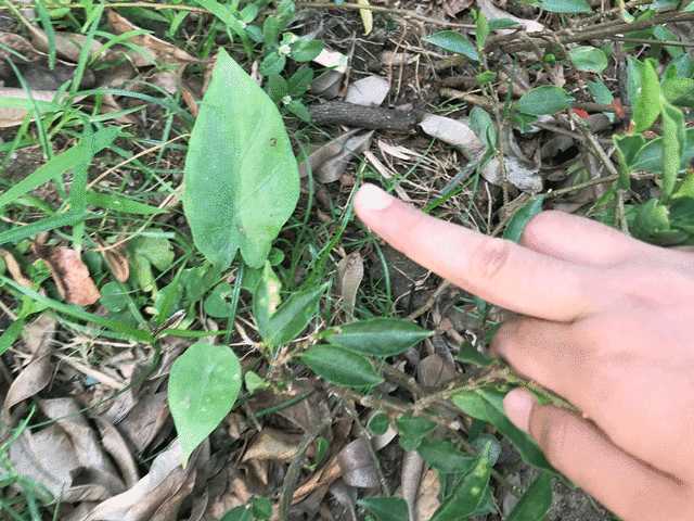 鸭掌一样的 戟形叶子其实也并不少,我们吃的菠菜就是戟形叶状.