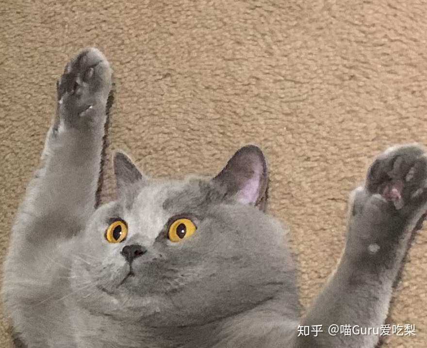 朋友家的英短～今日份表情包