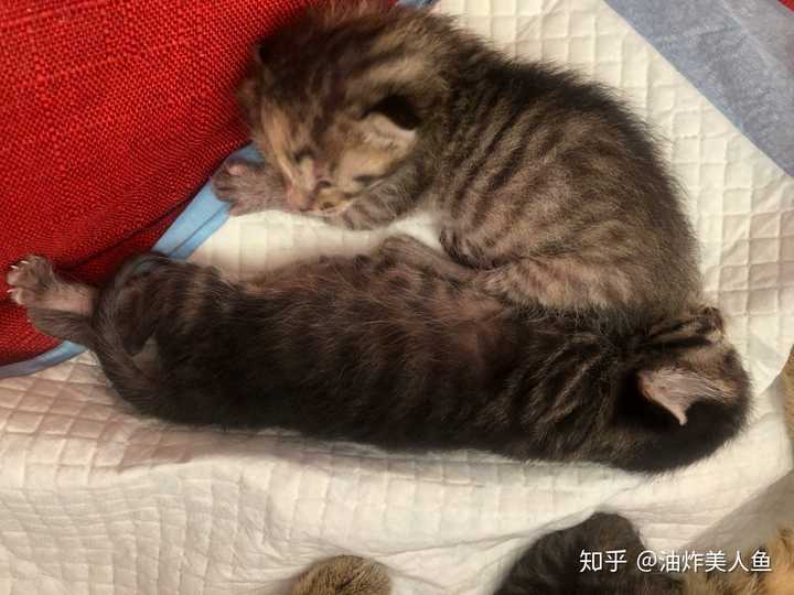 怎样给猫接生 知乎