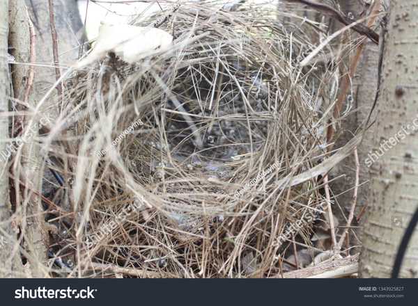 鸟类筑巢有什么讲究吗？有没有什么特别奇葩的鸟巢？